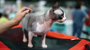 Sphynx 'in kedisi. Elf kedisi, yaklaş.