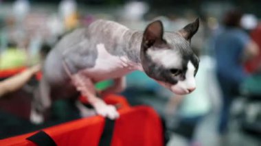 Sphynx 'in kedisi. Elf kedisi, yaklaş.