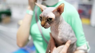 Bir kadının kollarında bir kedi. Güzel kadın ve sfenks kedisi
