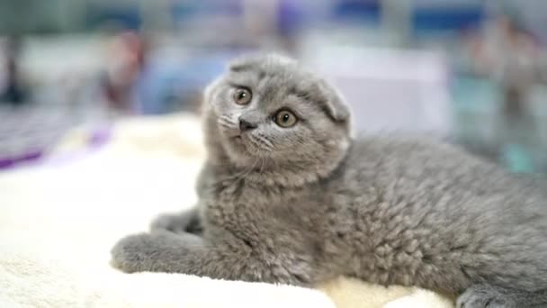 Κοντινό Πλάνο Όμορφη Scottish Fold Γάτα Παιχνιδιάρα Χαριτωμένη Και Όμορφη — Αρχείο Βίντεο