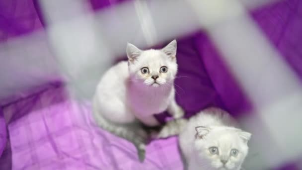 Dos Gatitos Genealógicos Están Una Jaula Para Transporte Animales Scottish — Vídeos de Stock