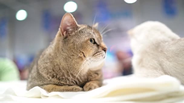 一只长着大大的橙色眼睛的猫 近视着摄像机 苏格兰卷毛猫 — 图库视频影像