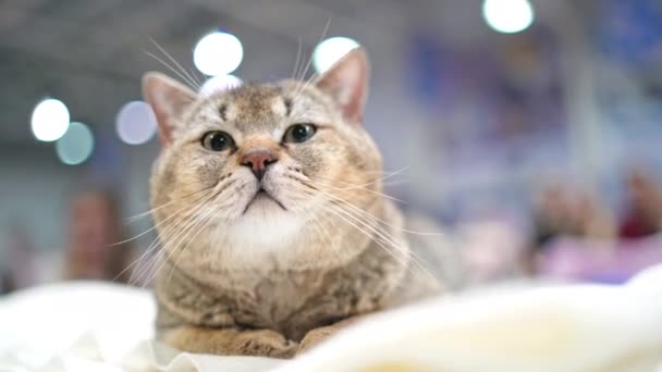 Scottish Fold Gato Descansando Sofá Gran Gato Mirando Cámara — Vídeos de Stock