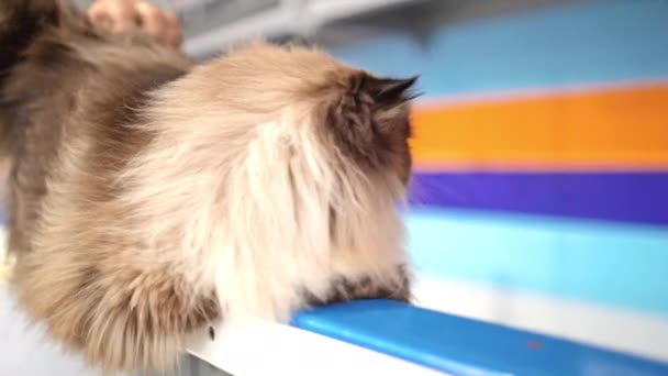 Pluizige Kat Bij Jurering Competitie — Stockvideo