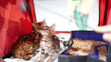 Bengal kedisi. Kedi sergisinde kedi oyuncağıyla oynayan sevimli tüylü kedi yavrusu. Hayvanlara karşı sevgi.