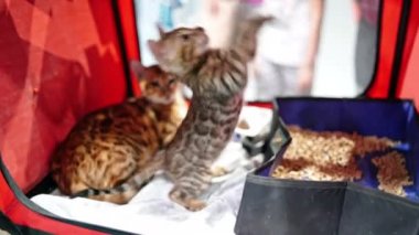 Kedi şovunda bir Bengal kedisi kafesinin içinden bir oyuncakla oynuyor..