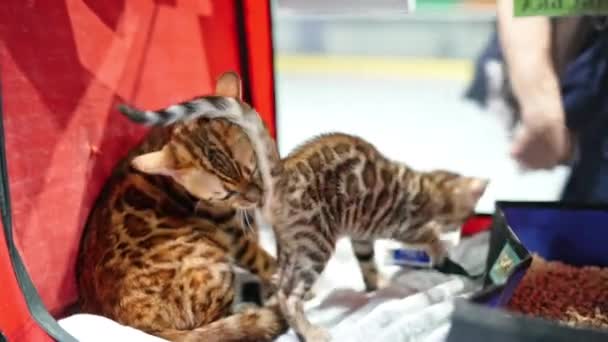 ベンガル猫子猫を舐める 猫母と子猫 — ストック動画