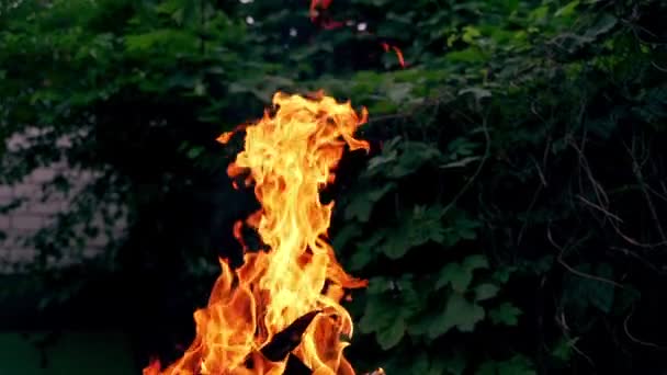 在森林中焚烧篝火 燃烧的木头 慢动作 — 图库视频影像