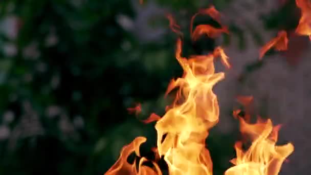 Grand Feu Joie Sur Fond Nature Soirée Confortable Dans Forêt — Video