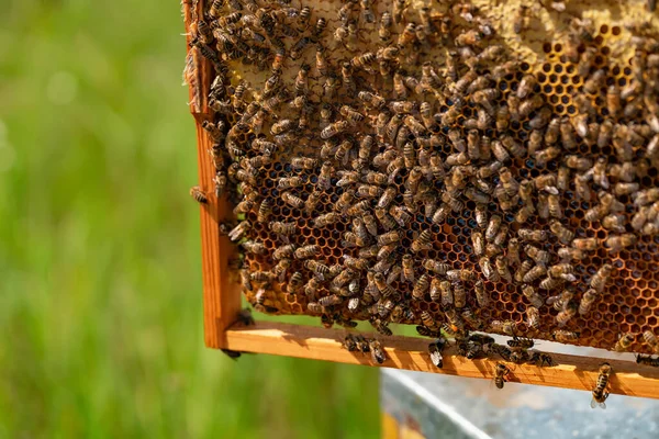 Marco Colmenar Concepto Apicultura Recogiendo Miel Abejas Panal — Foto de Stock