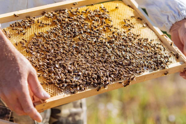 Μελισσοκόμος Επιθεώρηση Κυψελωτή Πλαίσιο Στο Μελισσοκομείο Καλλιέργεια Μελιού — Φωτογραφία Αρχείου