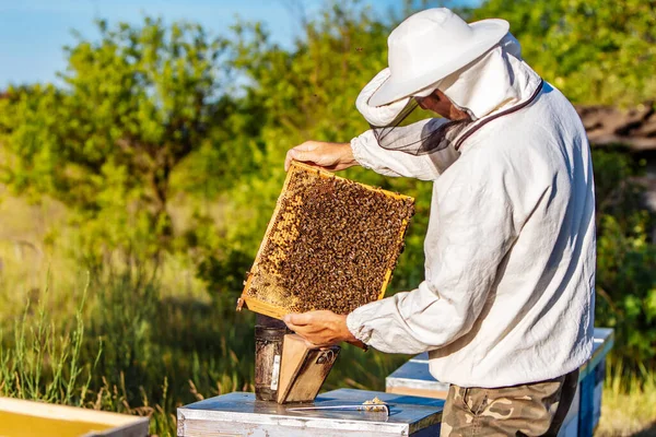Man Toont Een Houten Frame Met Honingraten Achtergrond Van Groen — Stockfoto