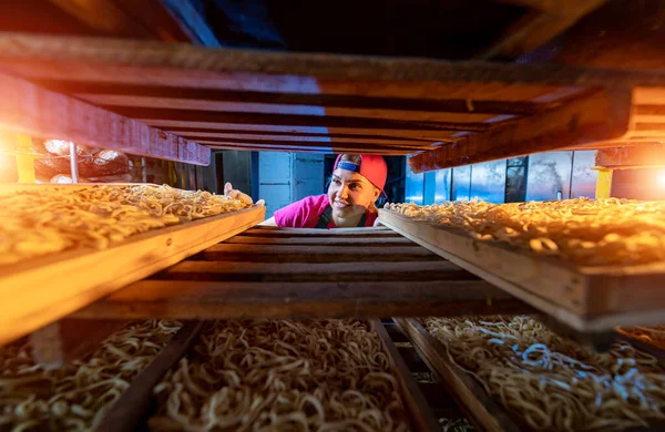 Acabo Producir Fideos Una Fábrica Fideos Enfoque Selectivo —  Fotos de Stock