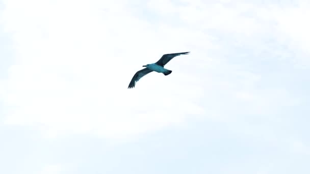 看到一只海鸥在晴朗的天空中飞翔 令人惊奇 一只海鸥在空中挥动翅膀的自然飞行 动物野生动物 — 图库视频影像