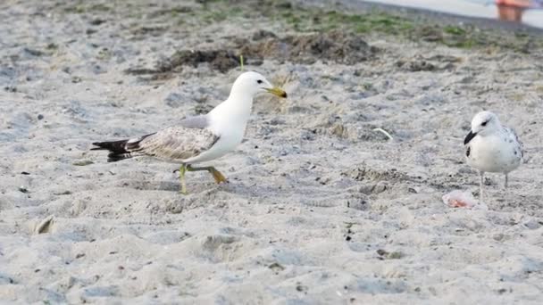 砂のビーチを屋外で歩く2匹の素敵なカモメ ある鳥のカモメが別の鳥に来て 海岸の砂の上でそれを噛みます — ストック動画