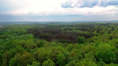 Ağaçların tepesinde uçmak. Ormanın yeşil ağaçları arasında huzurlu bir atmosfer manzarası. Hava görüntüsü. Kamera sola hareket ediyor.