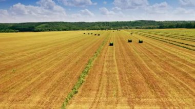 Doğal arka planda bir sürü yeşil balyayla sahada uçuyor. Mavi gökyüzünün altındaki yeşil ormanın yakınındaki sarı tarlada çim balyaları.