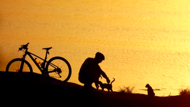 Ciclista Masculino Com Gatos Fundo Água Laranja Pôr Sol Silhueta — Vídeo de Stock