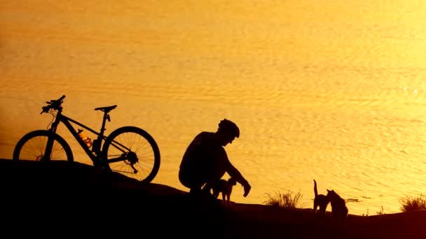 Três Gatos Uma Bicicleta Ciclista Perto Belo Rio Pôr Sol — Vídeo de Stock