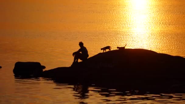 Hombre Con Gatos Fondo Del Sendero Dorado Del Sol Poniente — Vídeos de Stock