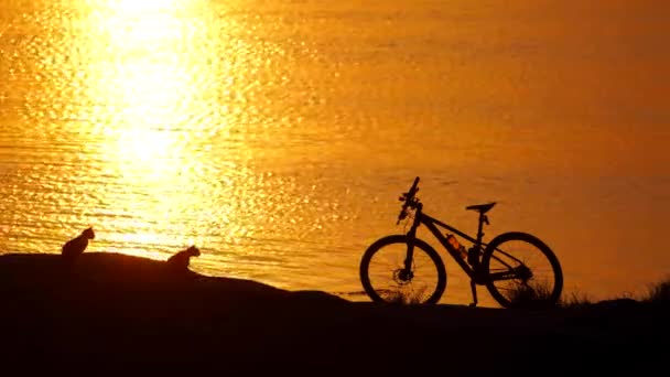 Bicicletta Tre Gatti Vicino Fiume Tramonto Gatti Esecuzione Vicino Alla — Video Stock