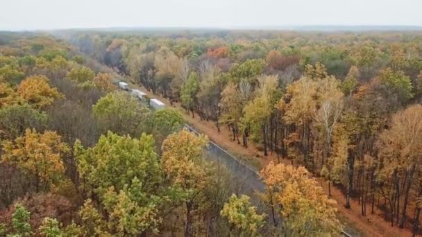 Voando Sobre Floresta Outono Nova Estrada Asfalto Carros Dirigindo Uma — Vídeo de Stock