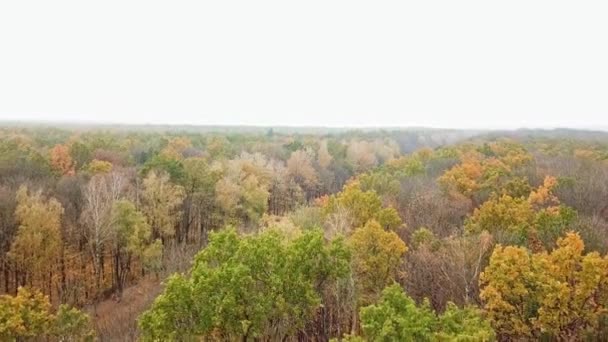 Vista Céu Estrada Outono Entre Árvores Vista Aérea Floresta Outono — Vídeo de Stock