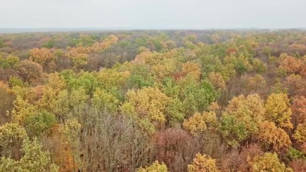 Vista Aérea Floresta Outono Tempo Livre Bela Paisagem Floresta Colorida — Vídeo de Stock