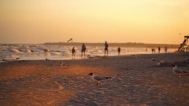 Martılar akşamları kumlu sahilde insanlarla yürüyor. Birçok kuş gün batımında deniz kenarında yiyecek arıyor..
