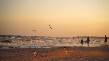 Güzel gün batımında sahilde yürüyen martılar. Deniz kıyısında ve martılarda yürüyen insanlar akşam deniz suyunun arka planında uçup gidiyorlar..