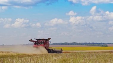 Hasat makinesi mavi gökyüzünün altında buğday mahsulünü topluyor. Birleşme açık güneşli bir günde sahada çalışıyor..