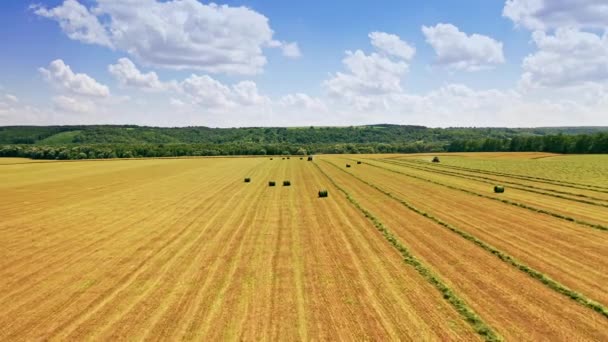 Agricultural Works Field Beautiful Countryside Outdoors Pressed Bales Grass Some — Wideo stockowe