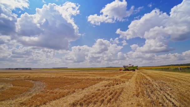 晴れた夏の日に青空の下で麦畑 収穫後の畑の自然景観 遠く屋外で働く収穫者を組み合わせる — ストック動画