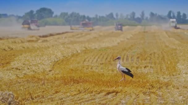 Πελαργός Περπατά Μόνος Στο Χωράφι Μετά Συγκομιδή Μια Ηλιόλουστη Μέρα — Αρχείο Βίντεο