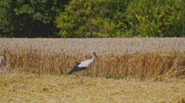 Buğday tarlasında yürüyen güzel leylekler. Uzun gagalı iki kuş olgun buğday kulaklarının yanında yürür. Güneşli bir günde modern hasat birleşimi. Yakın plan..