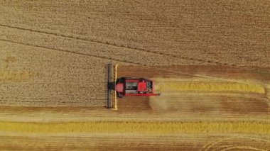 Büyük ekin biçme makinesinin tarlada buğday bıçakları keserken en üst görüntüsü. Tarım makineleri altın tarlada olgun tahıllar topluyor. Drone görünümü.