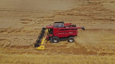 Tarım işlerinin tarım arazilerinde toplanma süreci. Kırmızı biçerdöver yazın altın tarlasında çalışıyor. Hava görünümü.