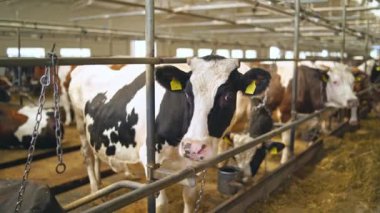 Modern bir çiftlik ahırında inekler. Süt inekleri kapalı alanda sıralanır. Bazı inekler saman yiyor.