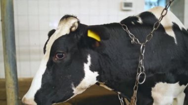 Çiftlik ambarındaki siyah beyaz inek. Doğal süt üretmek için tarımsal çiftlikte duran süt ineği. Yakın plan..