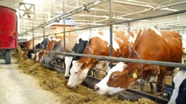 Güzel inekler arka arkaya modern bir ahırda kuru ot yiyor. Çiftlik hayvanları ahırda besleniyor. Çiftçilik kavramı.