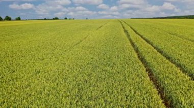 Baharda tarlaların havadan görünüşü. Yeşil arazide yetişen genç buğday. Hareket kamerası sağa..