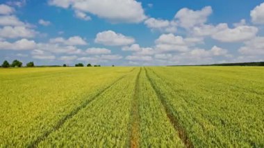Çiftlik arazisinin doğal arka planında hava manzarası. Yaz mevsiminde tarımda yetişen genç buğday tarlaları..