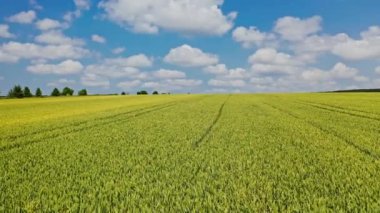Tarlada yetişen genç bitkiler doğal ortamda. Yazın kırsal alanda tarım arazisi üzerinde uçmak.