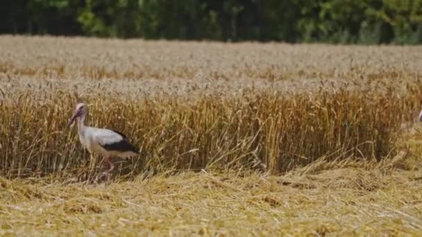 Cegonha Pássaro Close Andando Campo Dourado Uma Bela Cegonha Caminhar — Vídeo de Stock