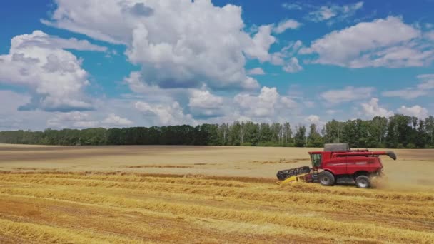 屋外での作業での収穫者の組み合わせの側面図 農地で収穫を集める季節の作品 自然の夏を背景にした農業 — ストック動画