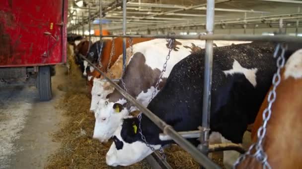 Fila Vacas Comiendo Heno Establo Vista Trasera Del Tractor Dispersando — Vídeo de stock