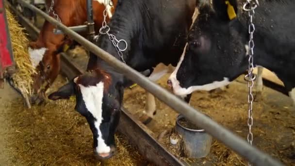 牛の行は 酪農場で牛小屋で干し草を食べる トラクターのトレーラーから室内に注ぐ干し草を食べる農家の納屋の牛 — ストック動画