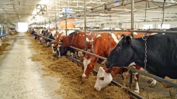 Filas Vacas Granero Vacas Lecheras Diferentes Colores Comiendo Heno Establo — Vídeos de Stock