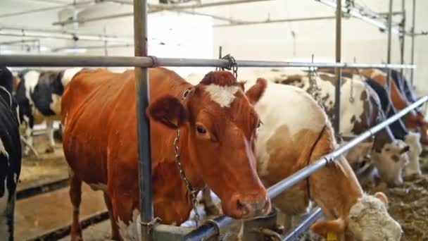 Gros Plan Vache Rouge Parmi Autres Vaches Dans Une Grange — Video