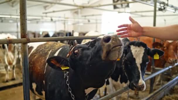 Рука Касается Коровы Коровнике Помещении Молочные Коровы Стоят Фермерском Сарае — стоковое видео